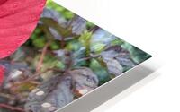 Red Hibiscus HD Metal print