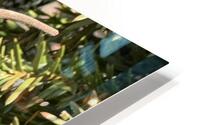 Green Anole Garden Lizard HD Metal print