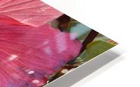 Hibiscus Flower HD Metal print
