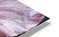 Hibiscus HD Metal print