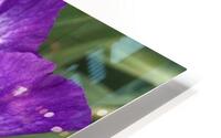 Puple Bearded Iris HD Metal print