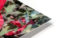 Hibiscus Acetosella HD Metal print