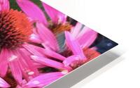 Echinacea Coneflower HD Metal print