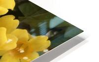 Yellow Jasmine HD Metal print