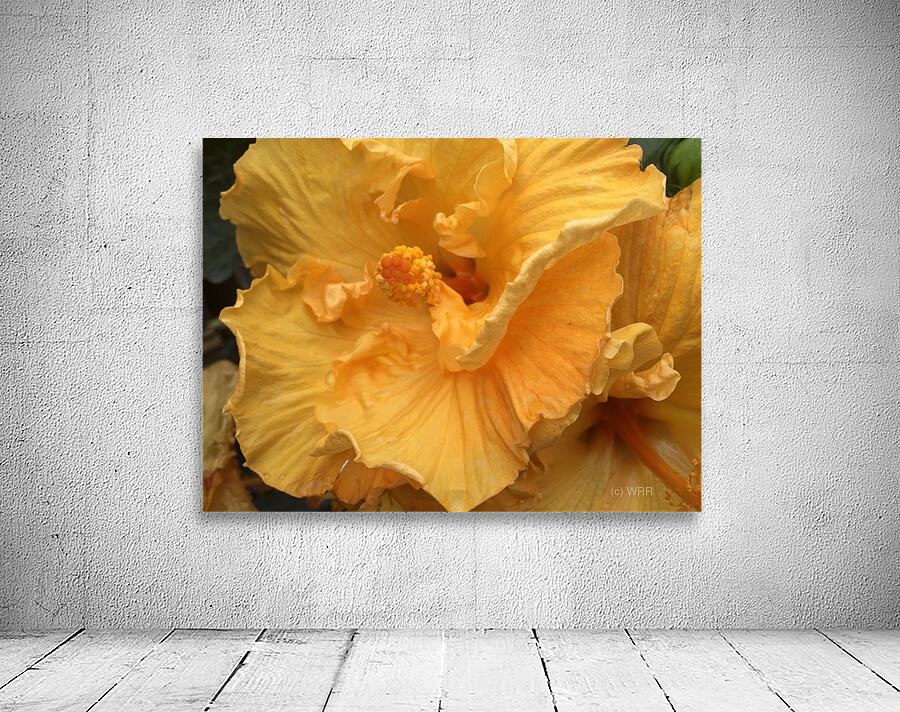 Golden Yellow Hibiscus Wall Preview