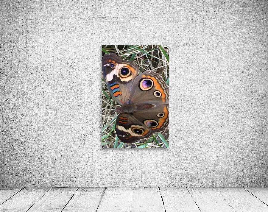 Buckeye Butterfly Wall Preview