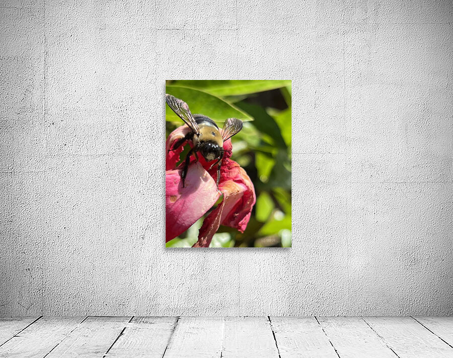 Bumble Bee Wall Preview