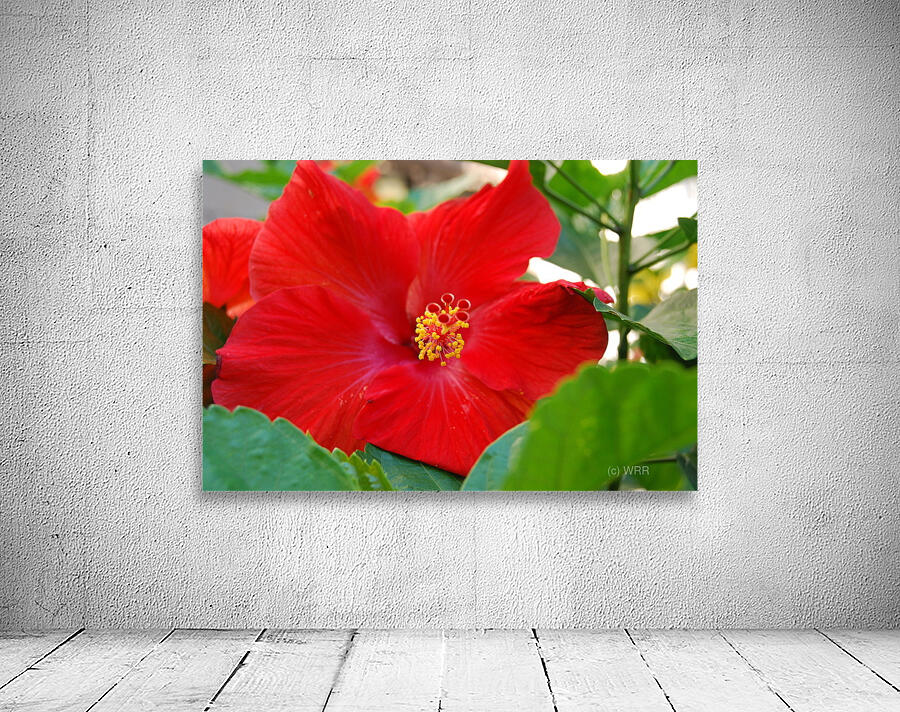 Red Hibiscus Wall Preview