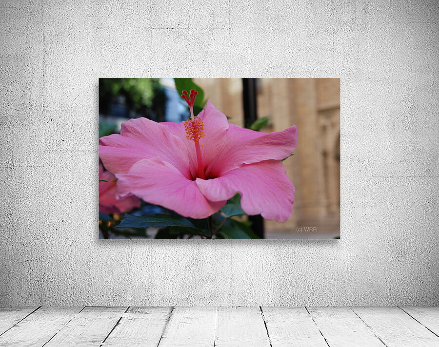 Lavender Hibiscus Wall Preview