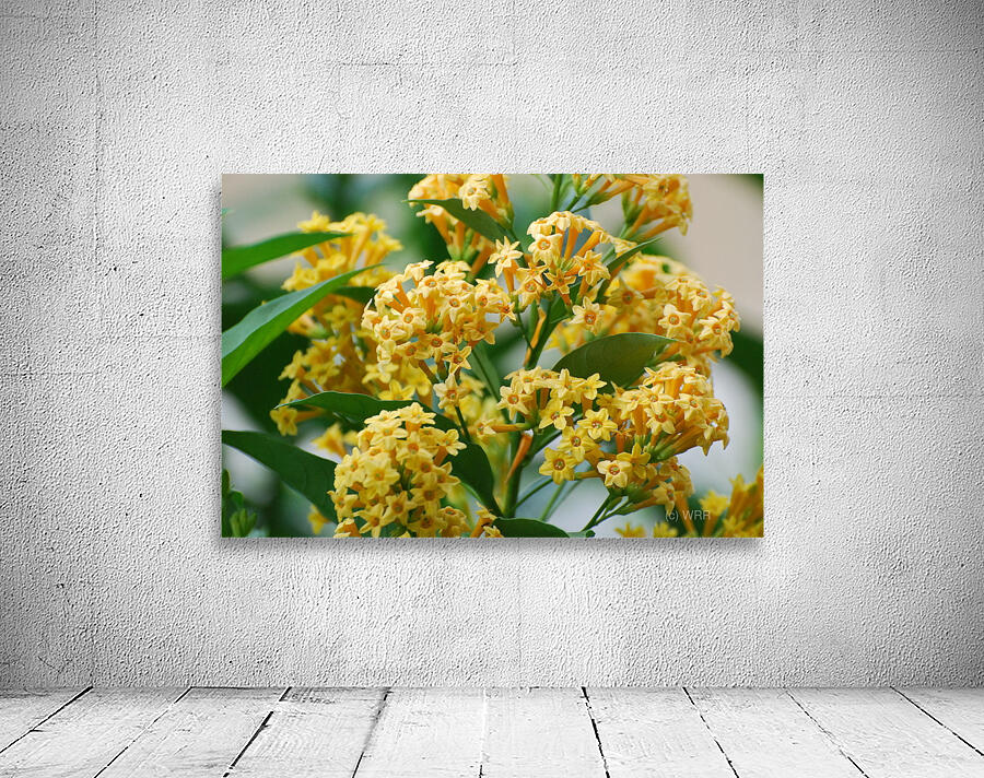 Orange Zest Cestrum Wall Preview