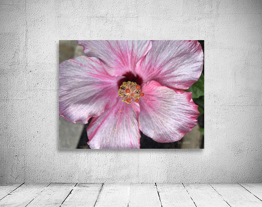 Hibiscus Wall Preview