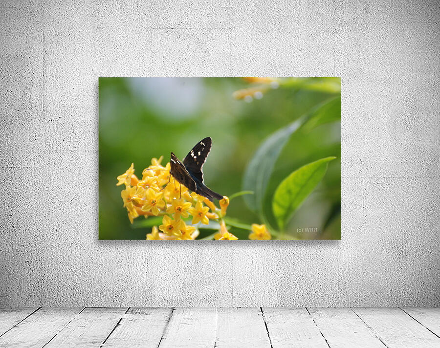 Long-Tailed Skipper Butterfly Wall Preview