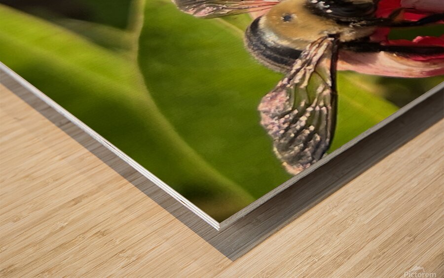 Bumble Bee Wood print