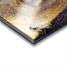 Lioness Stare Acrylic print