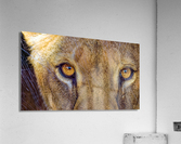 Lioness Stare Acrylic Print