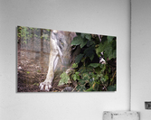 Wolf stare Acrylic Print