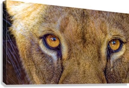 Lioness Stare Canvas Print