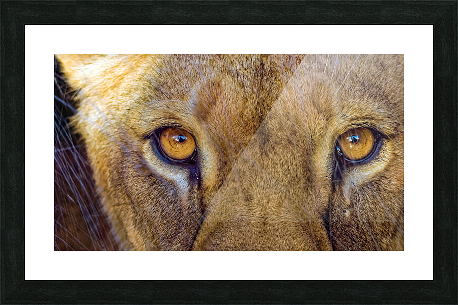 Lioness Stare Picture Frame print