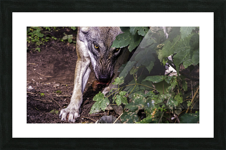 Wolf stare Picture Frame print