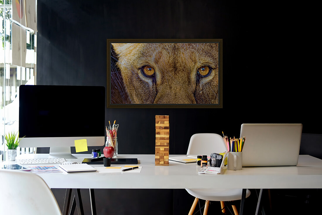 Lioness Stare Reproduction