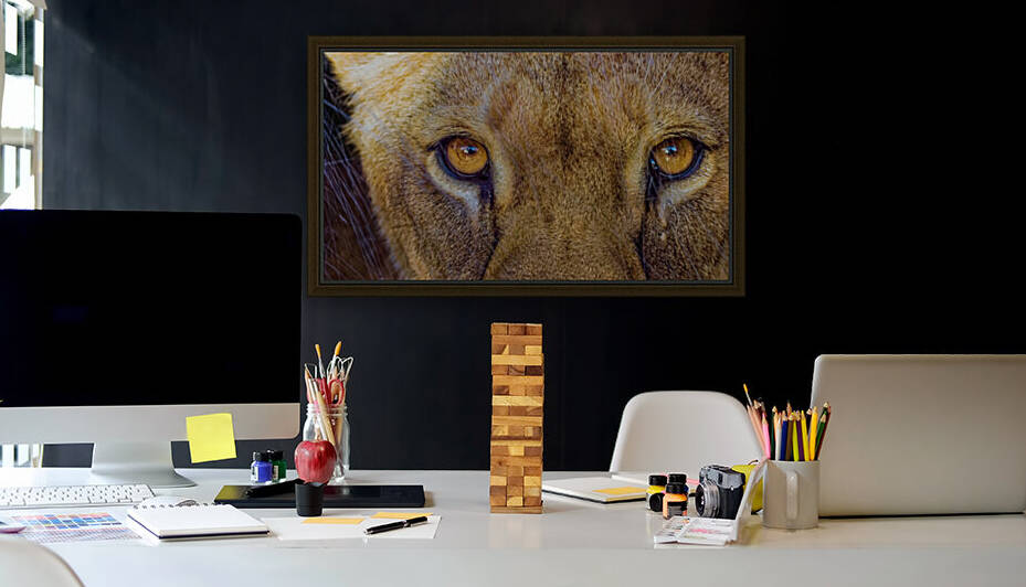 Lioness Stare by Asmus Koefoed