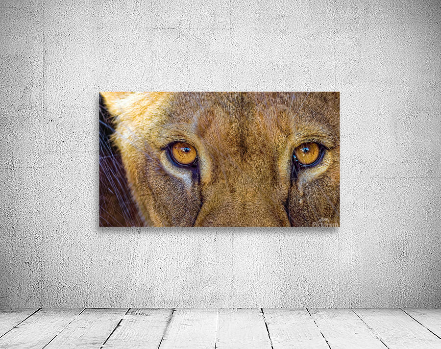Lioness Stare Wall Preview