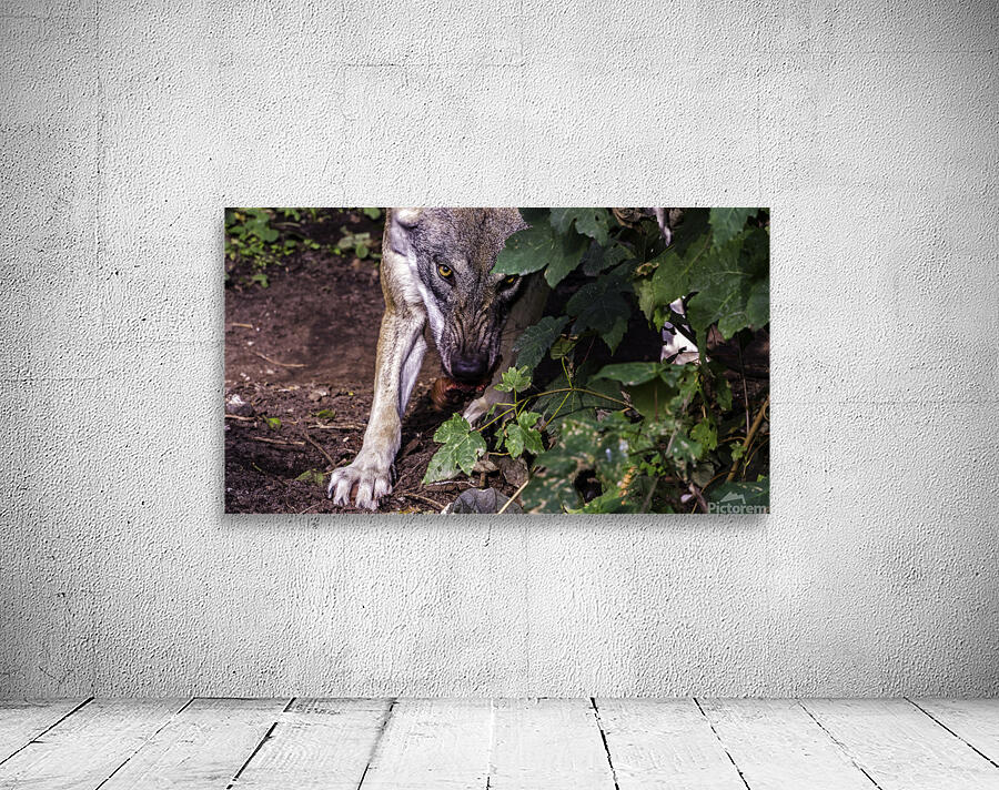Wolf stare Wall Preview