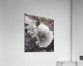 Mousse Acrylic Print