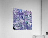 Violet Acrylic Print