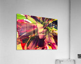 Cactus de Noel  Acrylic Print