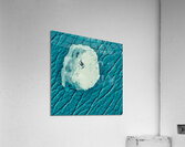 Capture  Acrylic Print