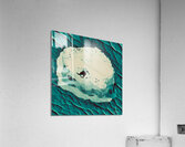 Capture 2 Acrylic Print