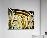 Apres la nuit V Acrylic Print