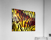 Felin II Acrylic Print