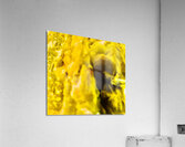 Decouverte  Acrylic Print
