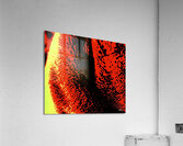 Pelucheux  Acrylic Print
