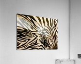 Zebrures VII Acrylic Print