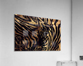 Zebrures VIII Acrylic Print