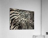 Zebrures X Acrylic Print