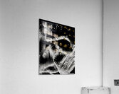 Suspension  Acrylic Print