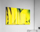 Douillet  Acrylic Print