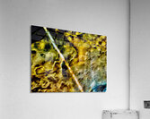 Ligne blanche  Acrylic Print