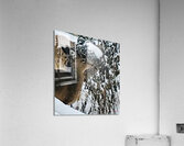 Cerf gourmand  Acrylic Print