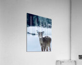 Cerf surpris  Acrylic Print