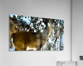 Cerf gourmand  Acrylic Print