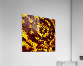 Fibres Acrylic Print