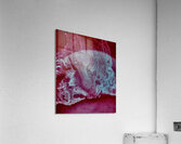 Rouge betterave  Acrylic Print