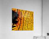 Dorures Acrylic Print