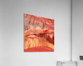 Rose  Acrylic Print