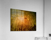 Perspective  Acrylic Print
